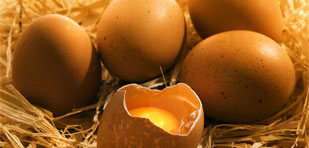 Got Eggs?
