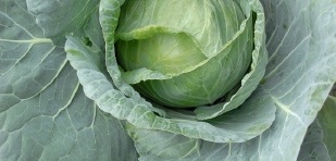 Cabbage Rolls