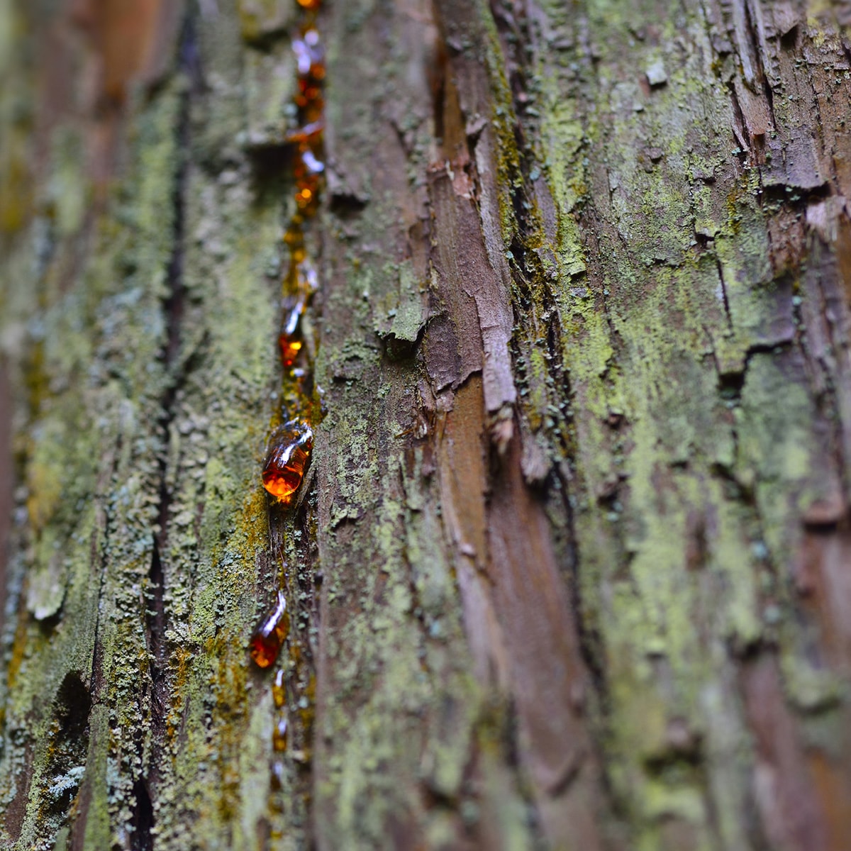 Remove Tree Sap Easily - A Farmers' Almanac Tip
