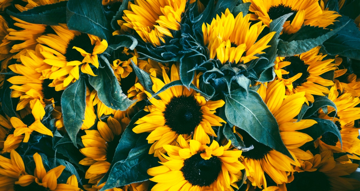 Common sunflower - Stock photography