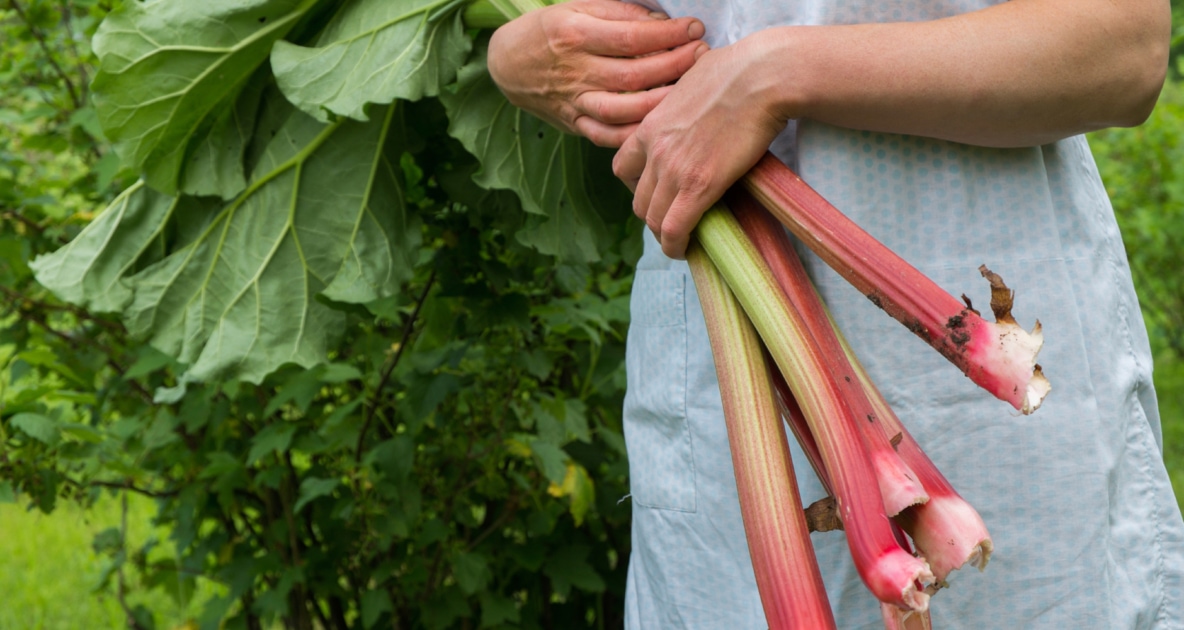 Tea - Garden rhubarb