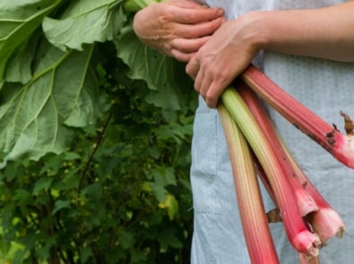 Tips For Growing and Harvesting Rhubarb featured image