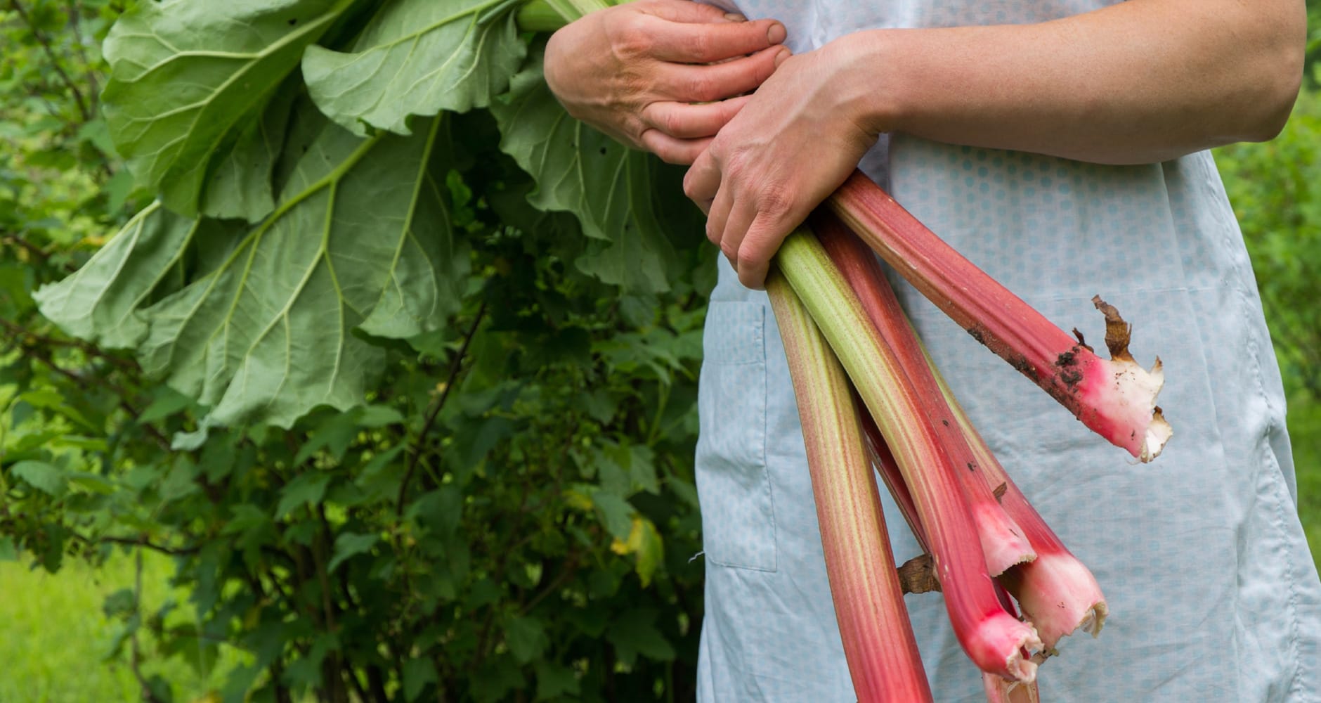 Tips For Growing and Harvesting Rhubarb - Farmers' Almanac - Plan Your Day. Grow Your Life.