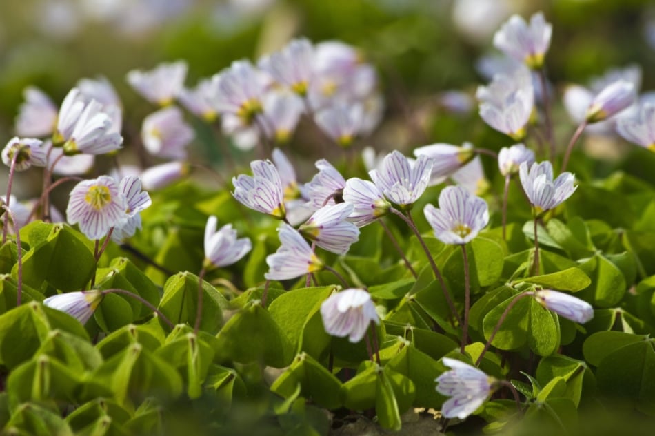 Wood-sorrel shamrock - Iron Cross