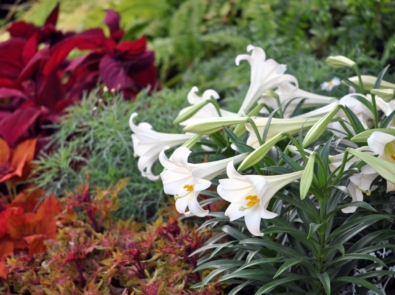 How To Care For Your Easter Lily featured image