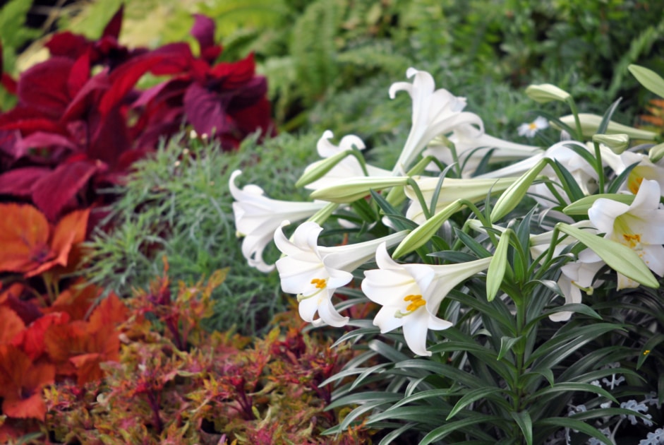 Easter lily - Flower