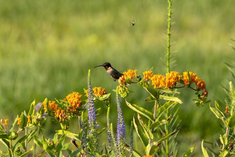 butterfly weed with hummingbird sipping nectar