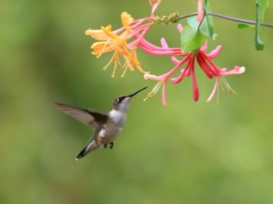 Attract Hummingbirds To The Garden With These Flowers featured image