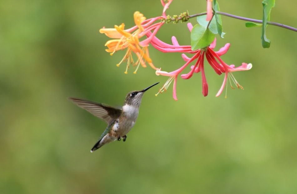 hummingbird drinking nectar from honeysuckles