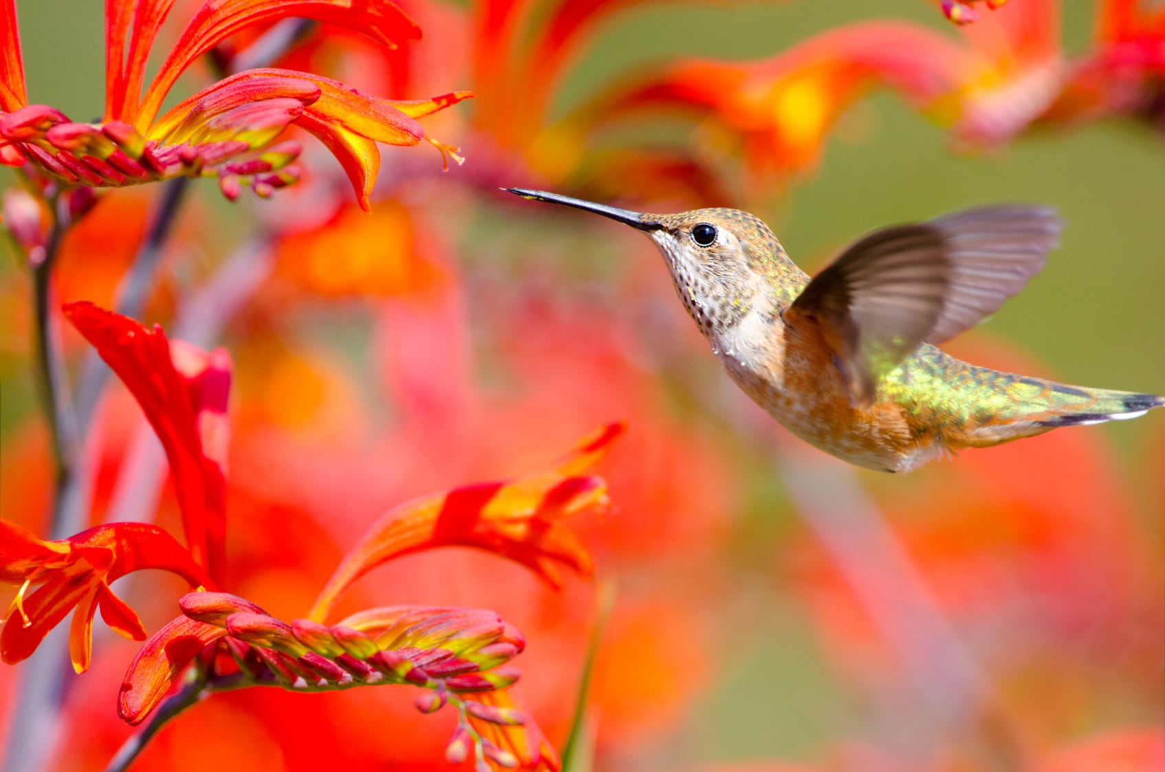 Attracting Hummingbirds to the Flower Garden - Farmers' Almanac