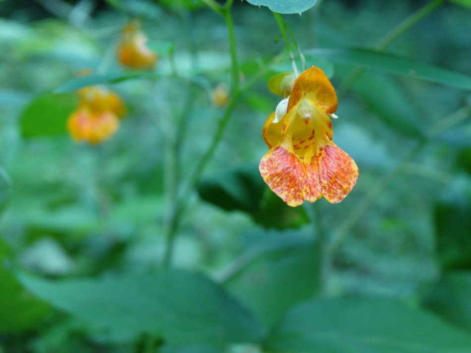 spotted touch me not flower also called jewelweed