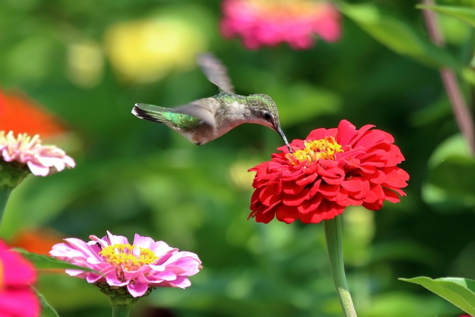 a hummingbird floats over a zinnia flower