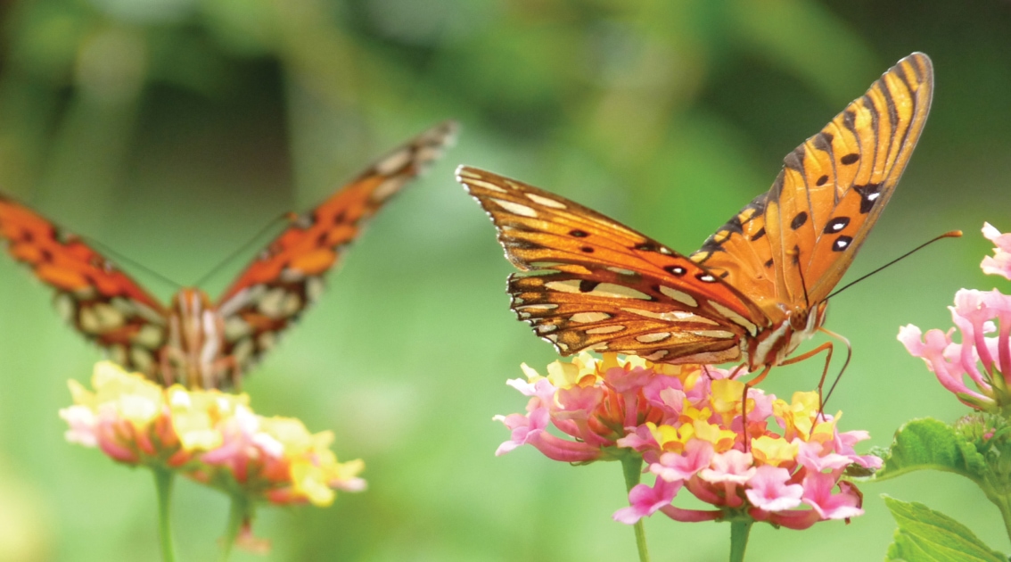 Butterflies - Butterfly gardening