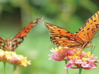 8 Ways To Attract Beautiful Butterflies To Your Garden featured image