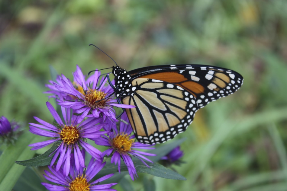 Monarch butterfly on Purple Asters