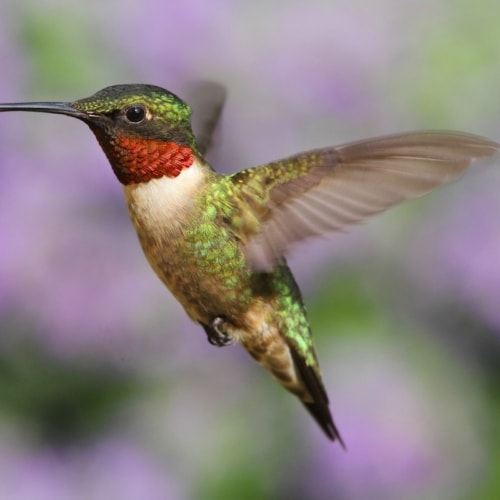 Male Ruby-throated Hummingbird (archilochus colubris) in flight at a feeder with a colorful background