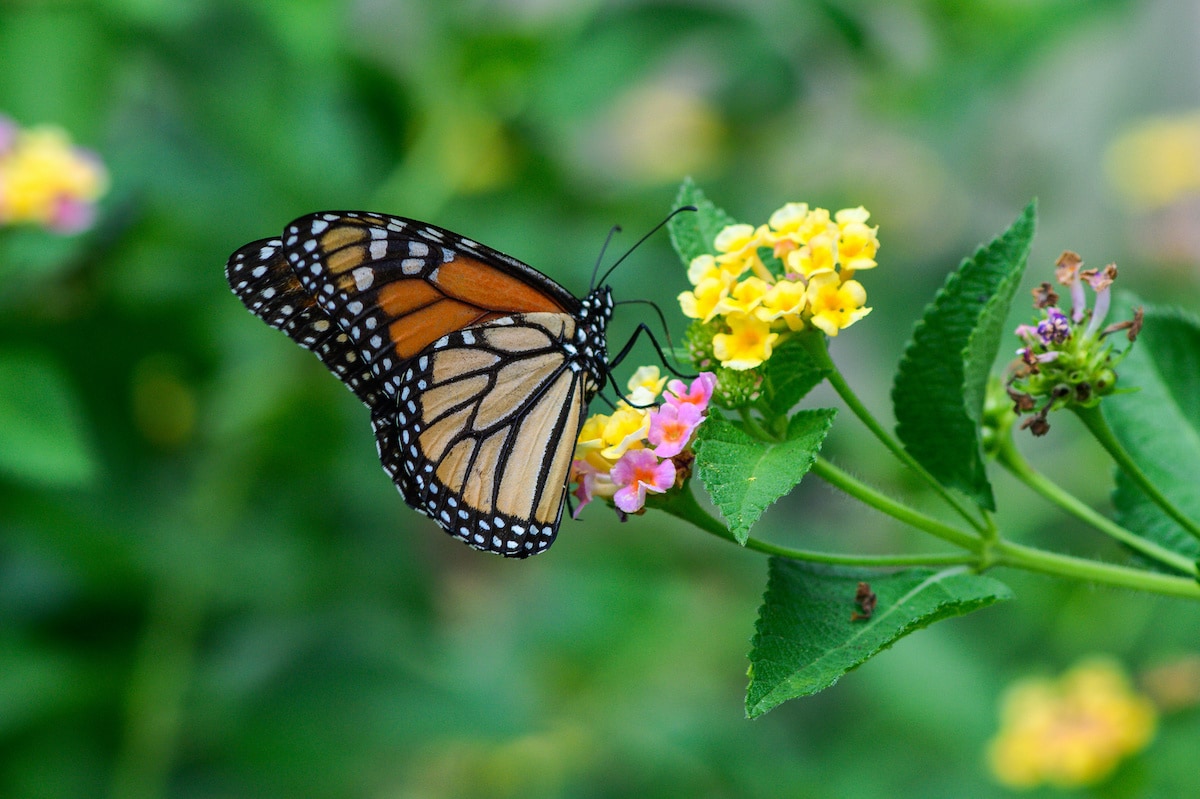 Lantana flower with monarch butterfly