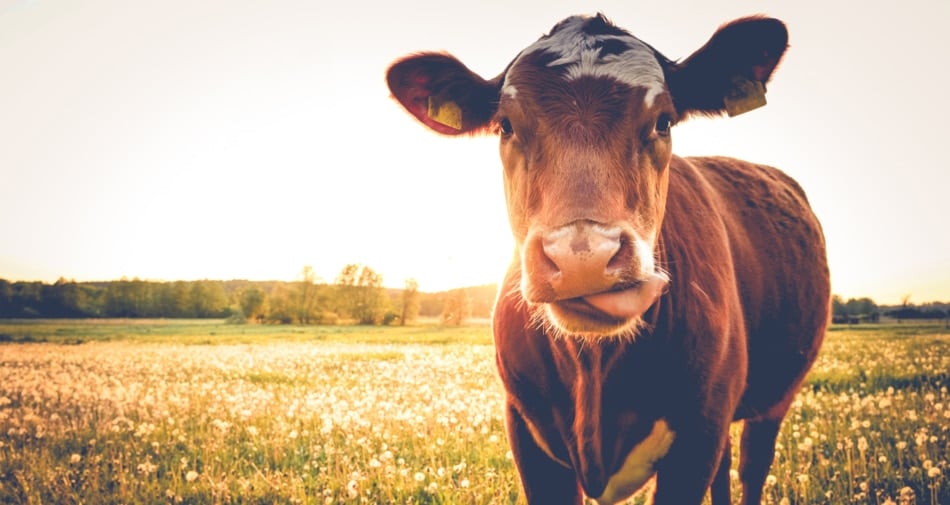 A cow in the field staring at the camera.