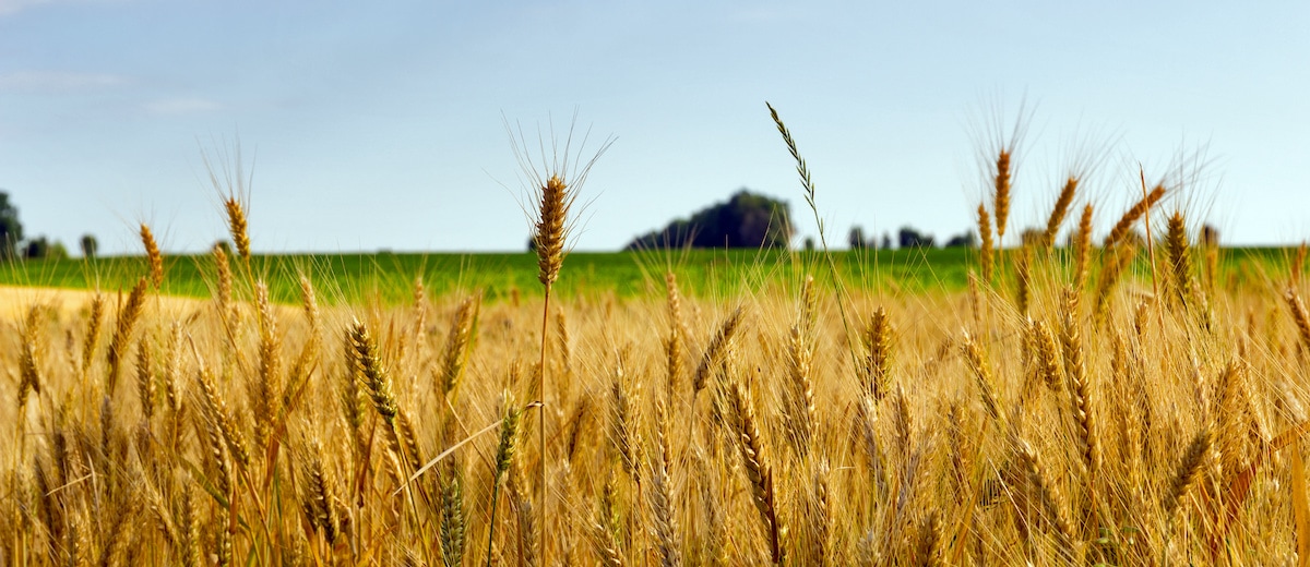 Close up of wheat in field.