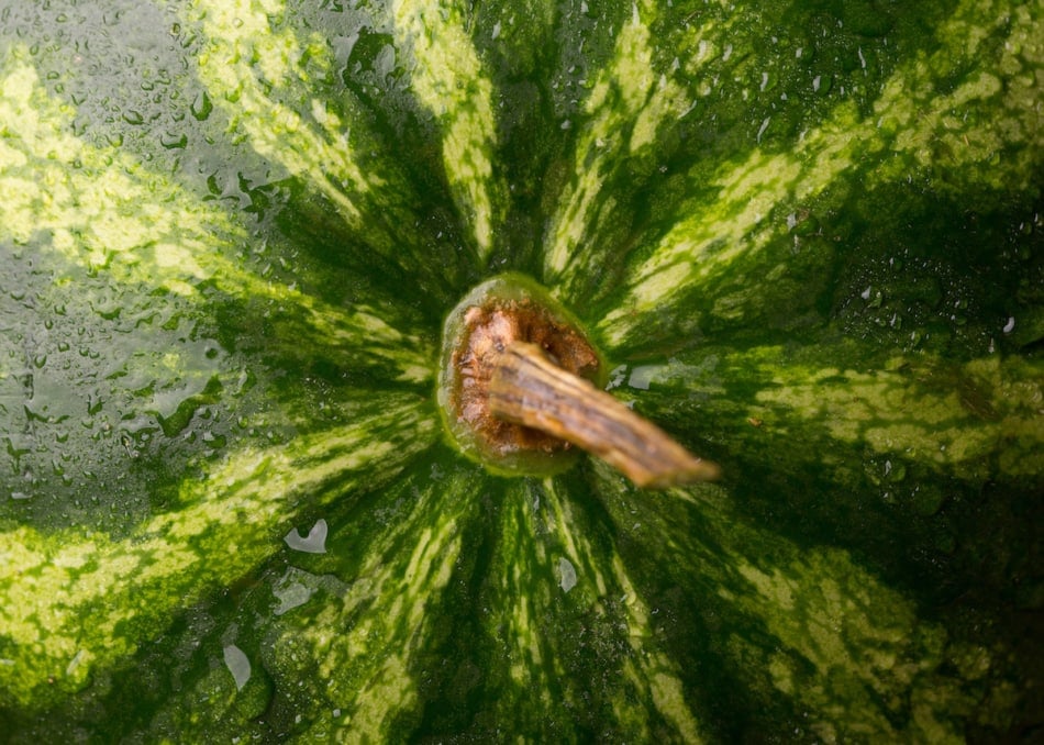 Ripe watermelon close up.