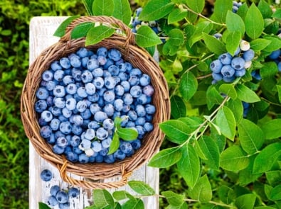 10 Easy Tips for Growing Blueberries! featured image