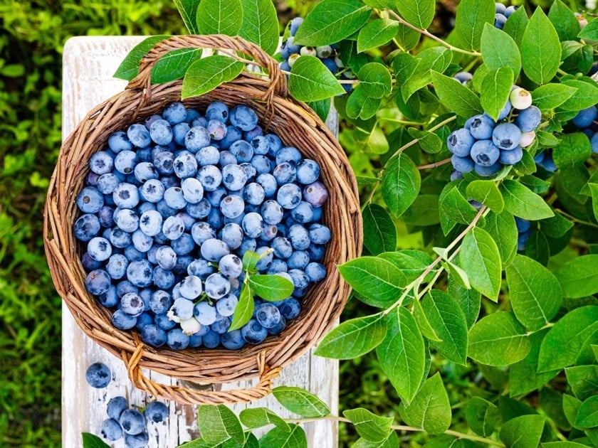 A bowl full of plump blueberries.
