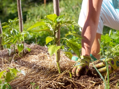 Mulching Tips For the Organic Gardener featured image