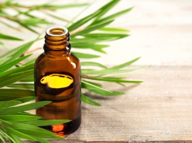 Tea tree oil in the amber glass bottle and fresh tea tree leaves.