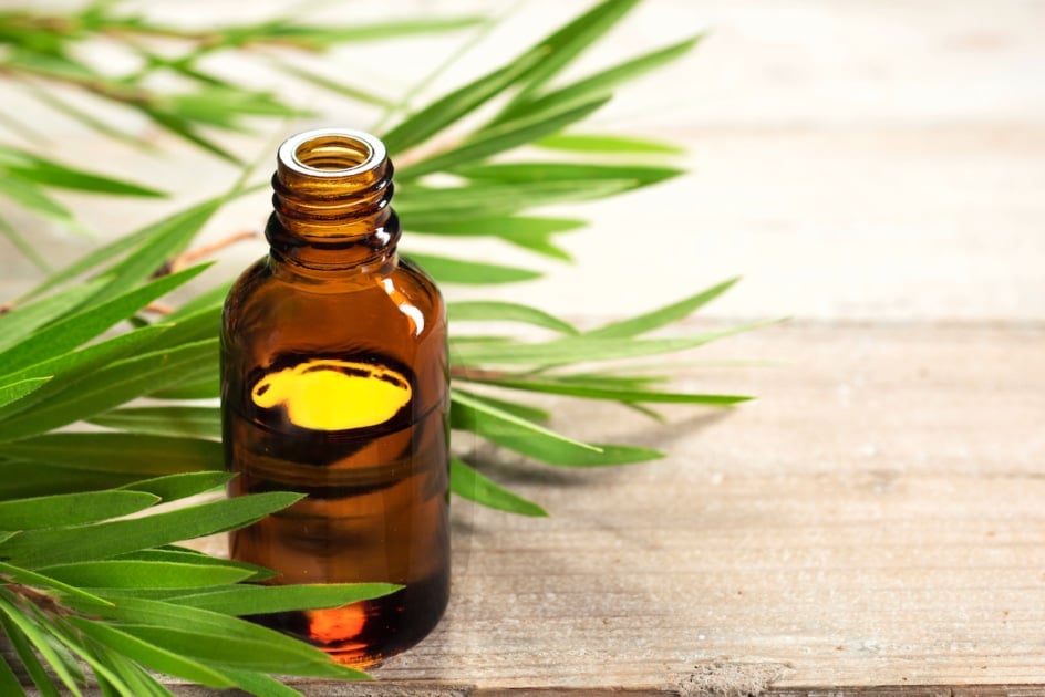 Tea tree oil in the amber glass bottle and fresh tea tree leaves.