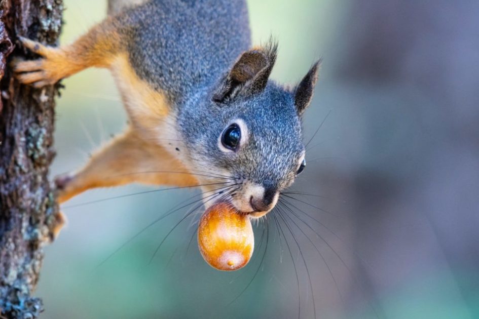 A squirrel with a nut in his mouth foreshadowing a hard winter ahead.