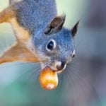 A squirrel with a nut in his mouth foreshadowing a hard winter ahead.
