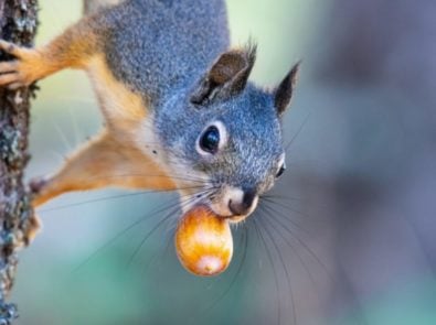 A squirrel with a nut in his mouth foreshadowing a hard winter ahead.