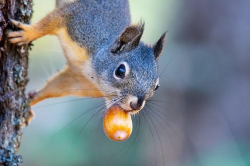 A squirrel with a nut in his mouth foreshadowing a hard winter ahead.