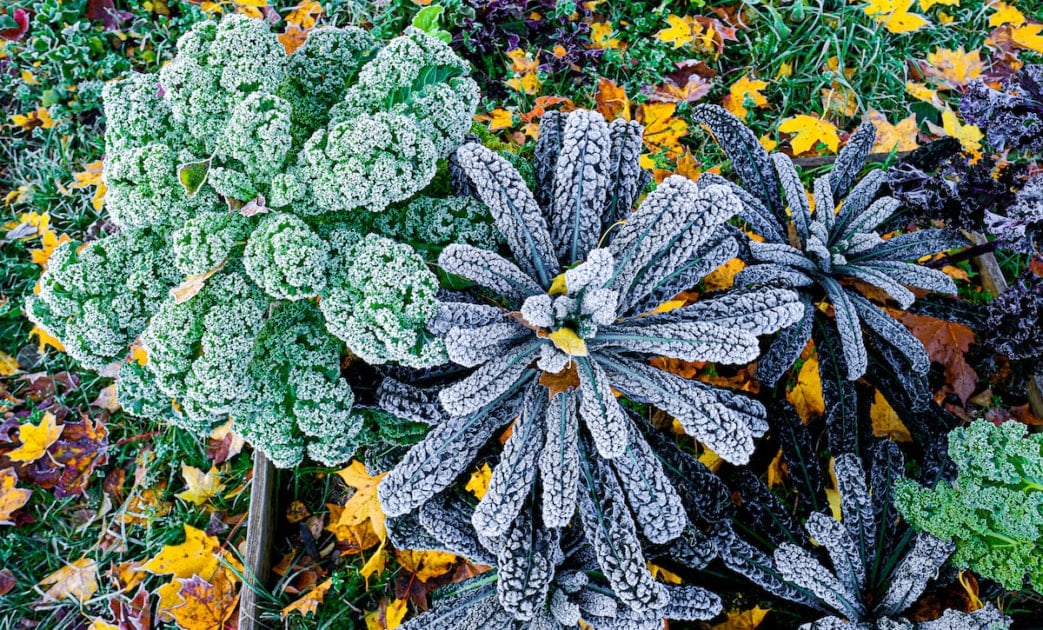 Palm or dinosaur, bumpy leaf cabbage or kale, Nero di Toscana (Brassica oleracea) top view. It´s cold-resistant variety of vegetable garden in autumn after freezing.