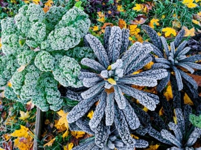 Frost And Your Plants: What You Need To Know featured image