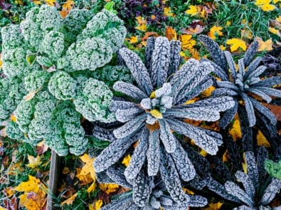 Palm or dinosaur, bumpy leaf cabbage or kale, Nero di Toscana (Brassica oleracea) top view. It´s cold-resistant variety of vegetable garden in autumn after freezing.