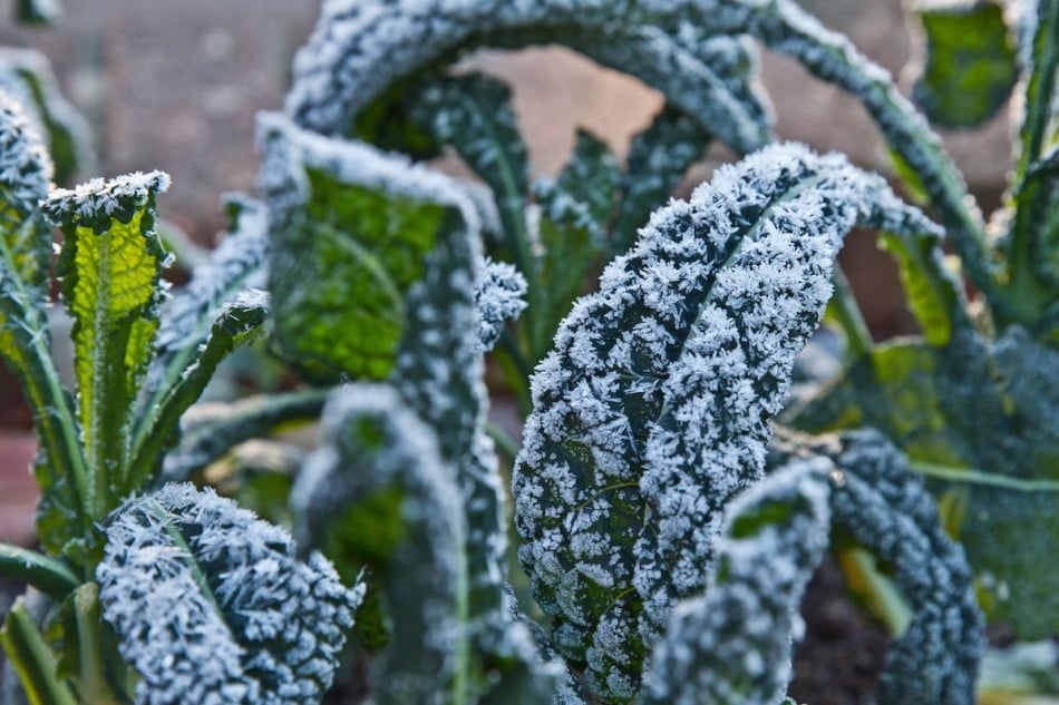 Kale leaf covered in frost.