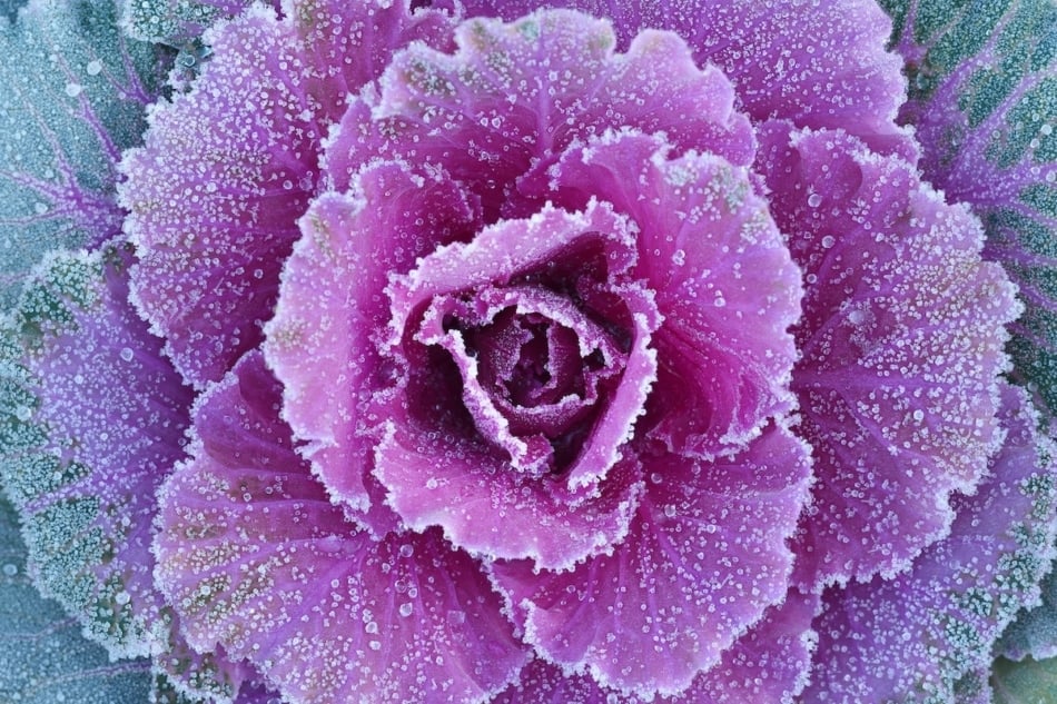 Ornamental decorative cabbage covered with a morning frost.