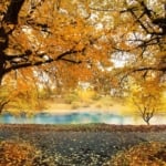 autumn park with yellow leaves, Indian summer.