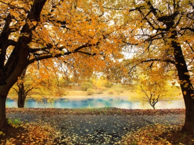 autumn park with yellow leaves, Indian summer.