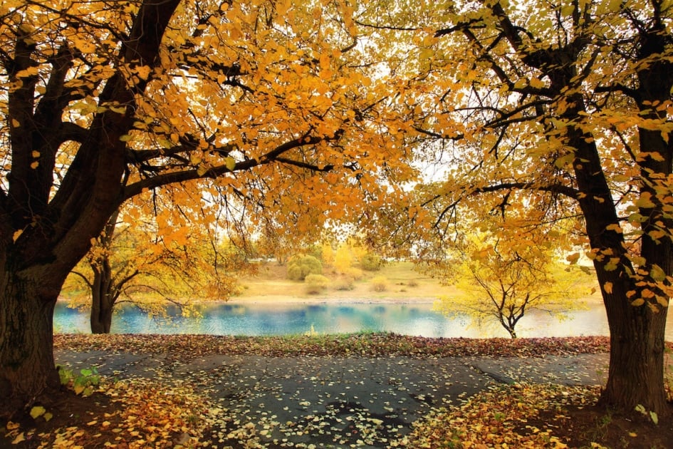 autumn park with yellow leaves, Indian summer.