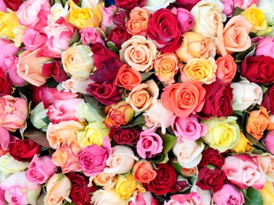 Colorful roses, aerial view.