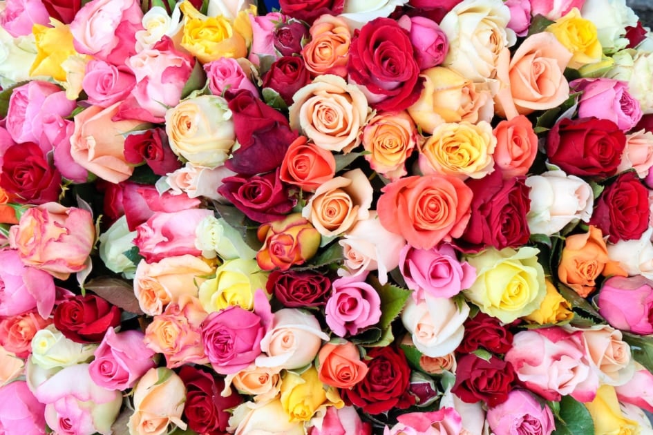Colorful roses, aerial view.