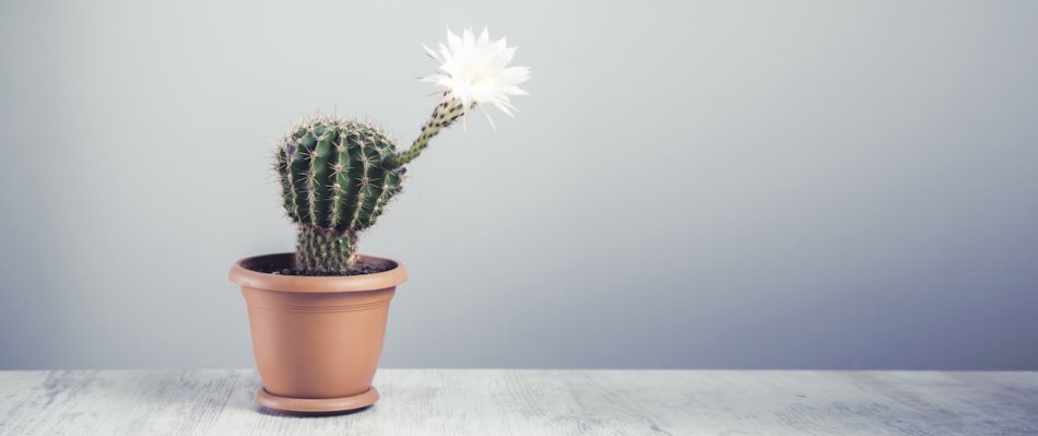 Flowering cactus on grey table background.