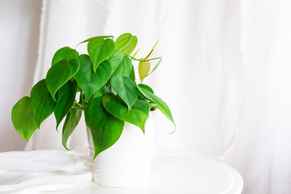 Philodendron vine in white pot.