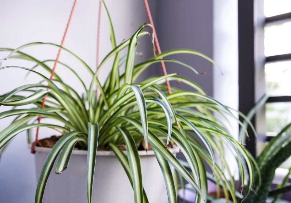 Spider plant in white pot at balcony.