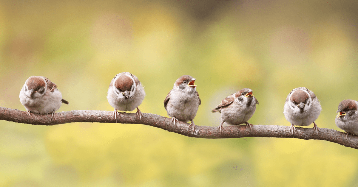 birds lined up on a spring tree branch singing