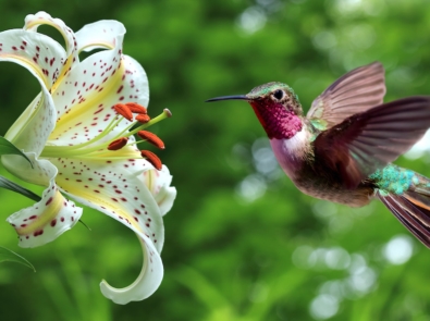 10 Amazing Facts About Hummingbirds featured image
