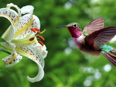 Hummingbird hovering next to lily flowers panoramic view