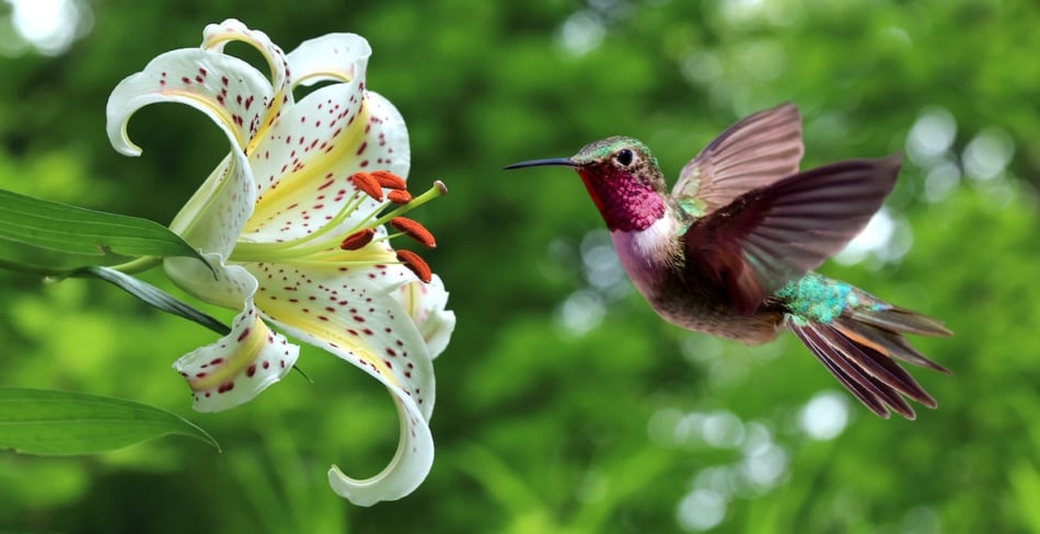 Hummingbird hovering next to lily flowers panoramic view